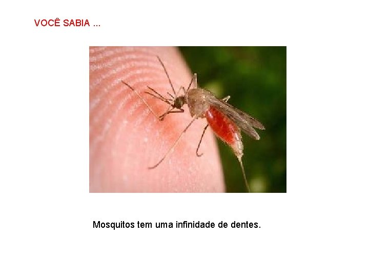 VOCÊ SABIA. . . SABIAS QUE… Mosquitos tem uma infinidade de dentes. 