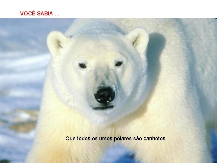 VOCÊ SABIA. . . SABIAS QUE… Que todos os ursos polares são canhotos 