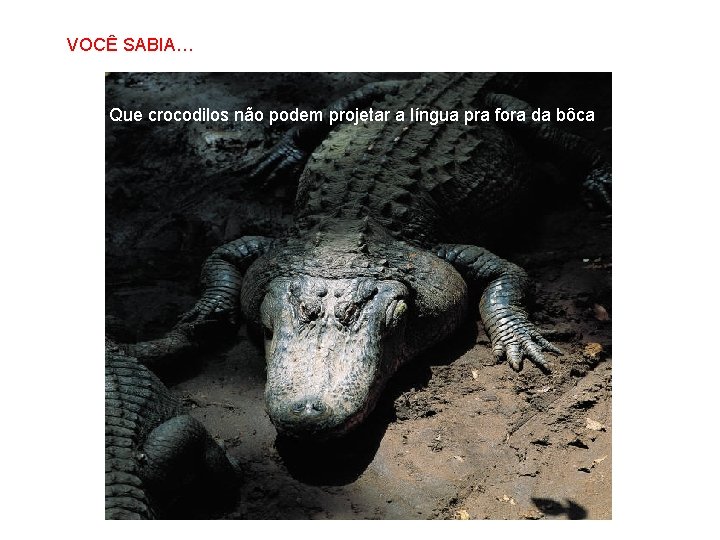 VOCÊ SABIA… SABIAS QUE… Que crocodilos não podem projetar a língua pra fora da