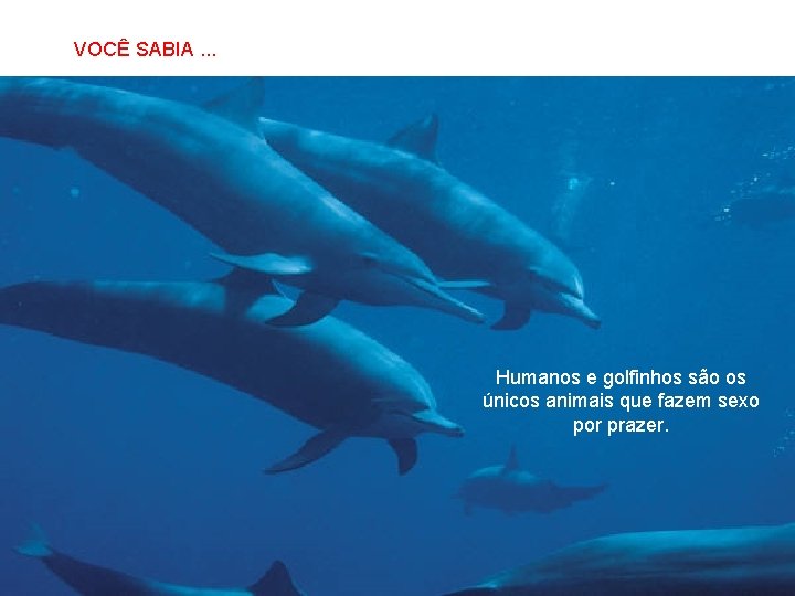 VOCÊ SABIA. . . SABIAS QUE… Humanos e golfinhos são os únicos animais que