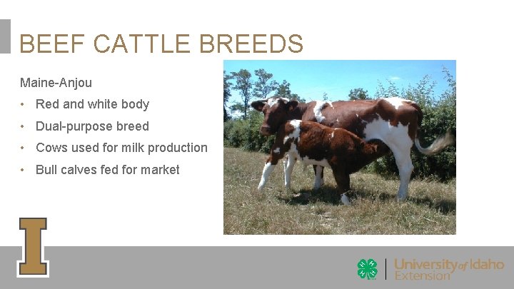 BEEF CATTLE BREEDS Maine-Anjou • Red and white body • Dual-purpose breed • Cows BEEF CATTLE BREEDS Maine-Anjou • Red and white body • Dual-purpose breed • Cows