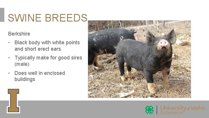 SWINE BREEDS Berkshire • Black body with white points and short erect ears • SWINE BREEDS Berkshire • Black body with white points and short erect ears •
