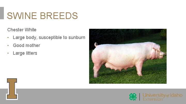 SWINE BREEDS Chester White • Large body, susceptible to sunburn • Good mother • SWINE BREEDS Chester White • Large body, susceptible to sunburn • Good mother •