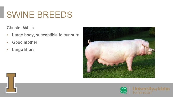 SWINE BREEDS Chester White • Large body, susceptible to sunburn • Good mother •