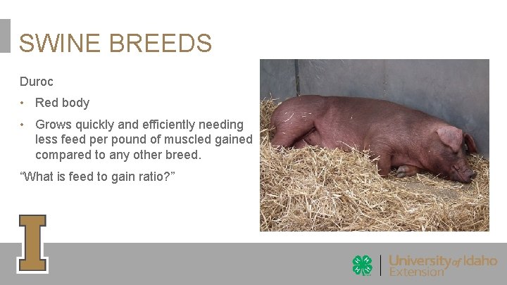 SWINE BREEDS Duroc • Red body • Grows quickly and efficiently needing less feed SWINE BREEDS Duroc • Red body • Grows quickly and efficiently needing less feed