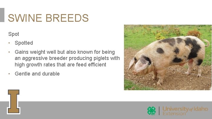 SWINE BREEDS Spot • Spotted • Gains weight well but also known for being SWINE BREEDS Spot • Spotted • Gains weight well but also known for being