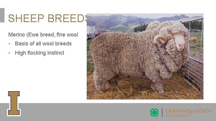 SHEEP BREEDS Merino (Ewe breed, fine wool • Basis of all wool breeds • SHEEP BREEDS Merino (Ewe breed, fine wool • Basis of all wool breeds •