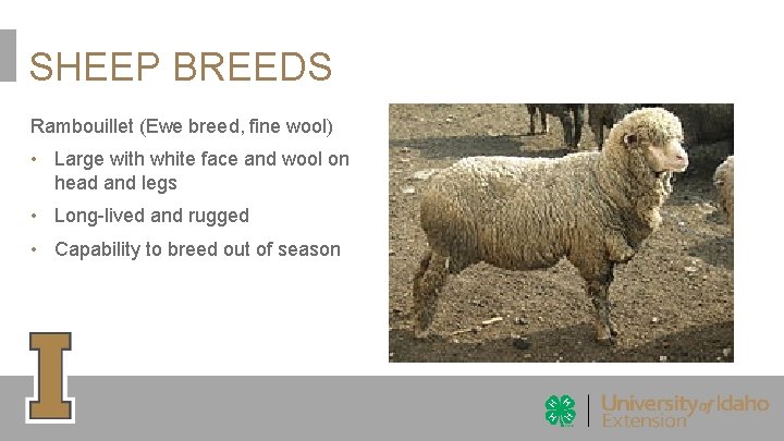 SHEEP BREEDS Rambouillet (Ewe breed, fine wool) • Large with white face and wool