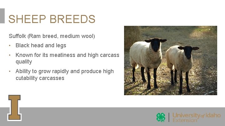SHEEP BREEDS Suffolk (Ram breed, medium wool) • Black head and legs • Known SHEEP BREEDS Suffolk (Ram breed, medium wool) • Black head and legs • Known