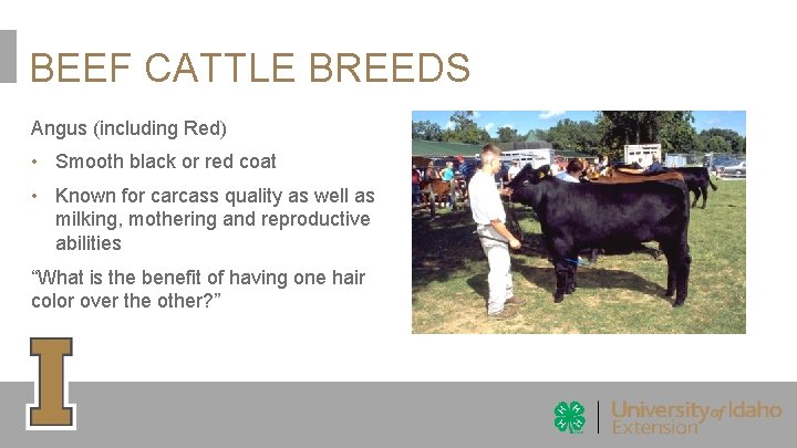 BEEF CATTLE BREEDS Angus (including Red) • Smooth black or red coat • Known BEEF CATTLE BREEDS Angus (including Red) • Smooth black or red coat • Known