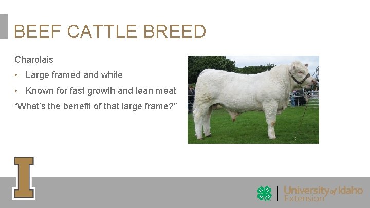 BEEF CATTLE BREED Charolais • Large framed and white • Known for fast growth BEEF CATTLE BREED Charolais • Large framed and white • Known for fast growth