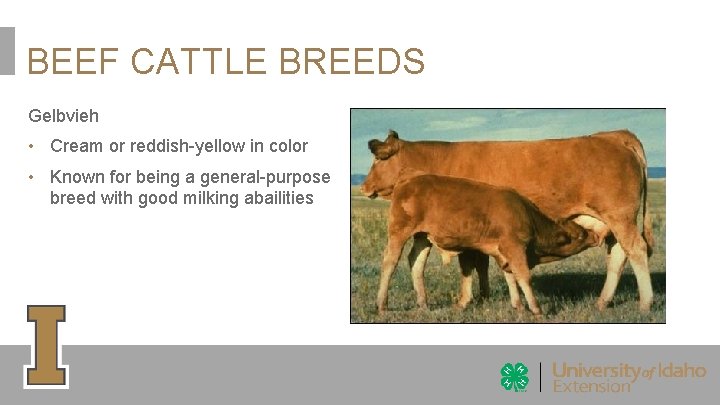 BEEF CATTLE BREEDS Gelbvieh • Cream or reddish-yellow in color • Known for being BEEF CATTLE BREEDS Gelbvieh • Cream or reddish-yellow in color • Known for being