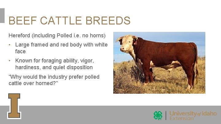 BEEF CATTLE BREEDS Hereford (including Polled i. e. no horns) • Large framed and BEEF CATTLE BREEDS Hereford (including Polled i. e. no horns) • Large framed and