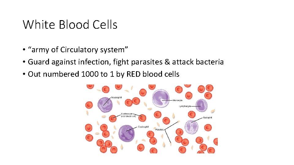 White Blood Cells • “army of Circulatory system” • Guard against infection, fight parasites