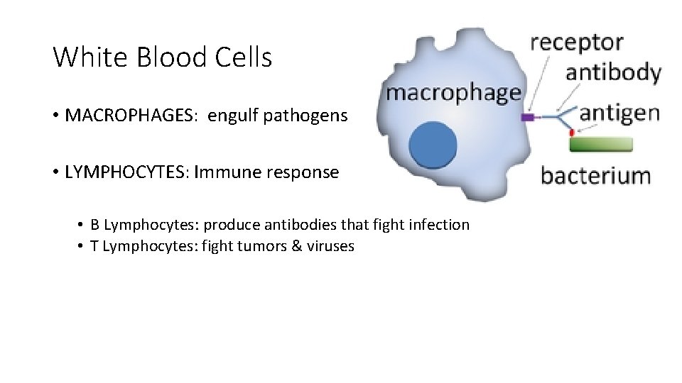 White Blood Cells • MACROPHAGES: engulf pathogens • LYMPHOCYTES: Immune response • B Lymphocytes: