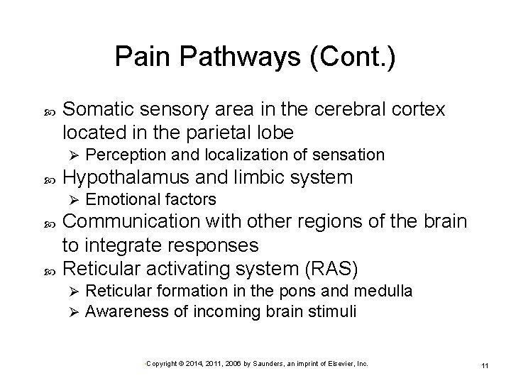 Pain Pathways (Cont. ) Somatic sensory area in the cerebral cortex located in the