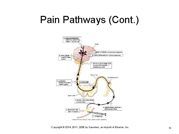 Pain Pathways (Cont. ) • Copyright © 2014, 2011, 2006 by Saunders, an imprint