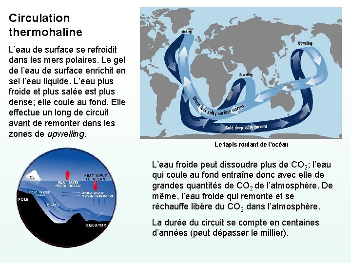 Circulation thermohaline L’eau de surface se refroidit dans les mers polaires. Le gel de