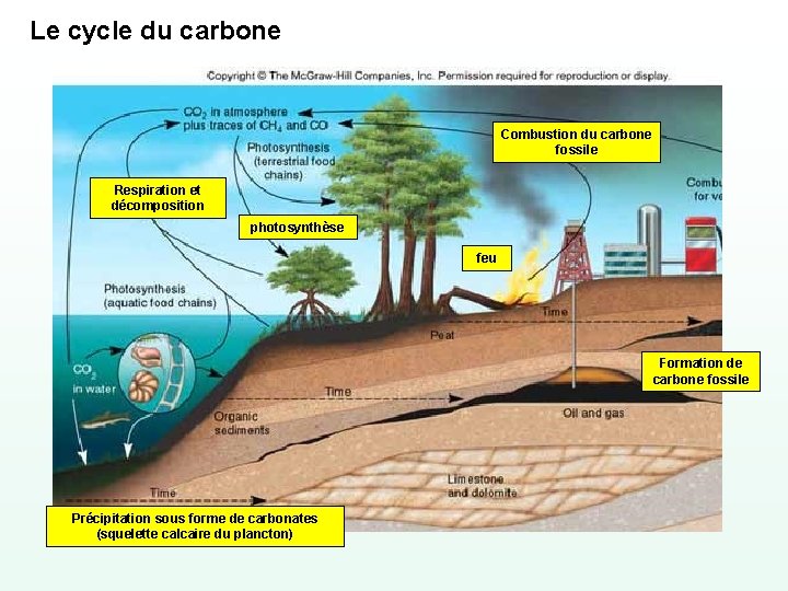 Le cycle du carbone Combustion du carbone fossile Respiration et décomposition photosynthèse feu Formation