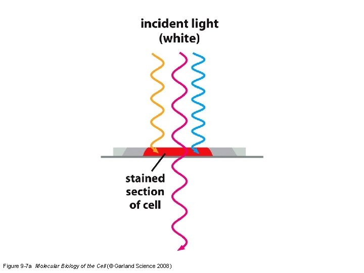 Figure 9 -7 a Molecular Biology of the Cell (© Garland Science 2008) 