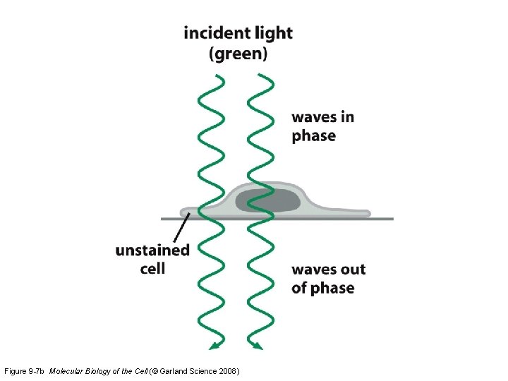 Figure 9 -7 b Molecular Biology of the Cell (© Garland Science 2008) 