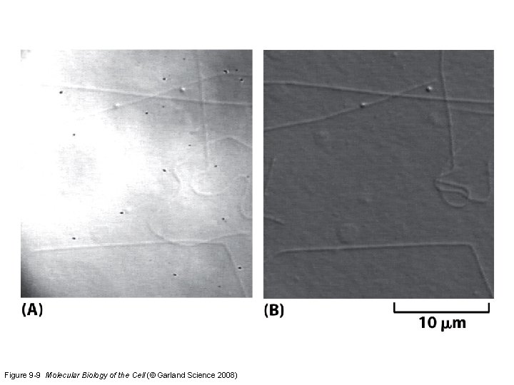 Figure 9 -9 Molecular Biology of the Cell (© Garland Science 2008) 