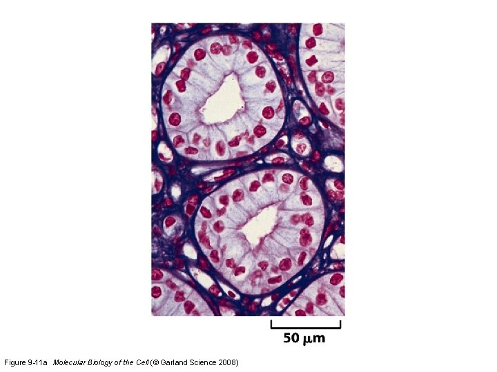 Figure 9 -11 a Molecular Biology of the Cell (© Garland Science 2008) 