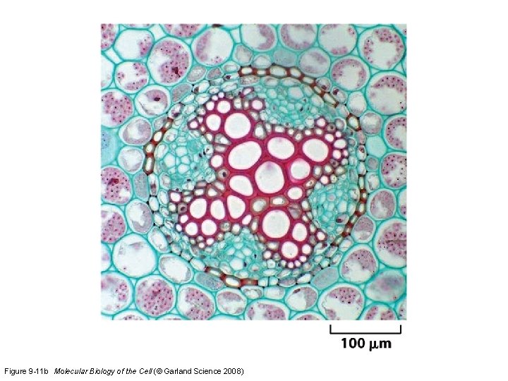 Figure 9 -11 b Molecular Biology of the Cell (© Garland Science 2008) 