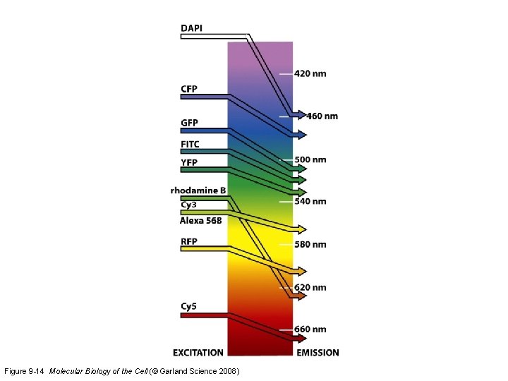 Figure 9 -14 Molecular Biology of the Cell (© Garland Science 2008) 