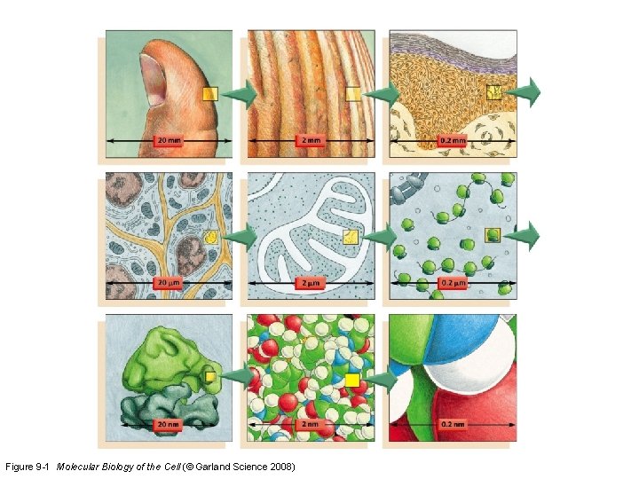 Figure 9 -1 Molecular Biology of the Cell (© Garland Science 2008) 