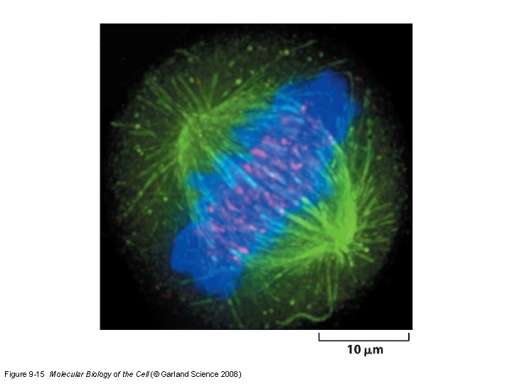Figure 9 -15 Molecular Biology of the Cell (© Garland Science 2008) 