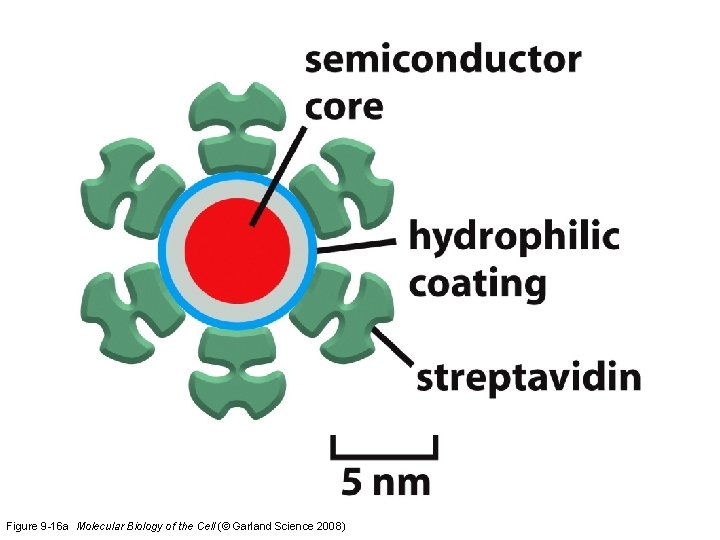 Figure 9 -16 a Molecular Biology of the Cell (© Garland Science 2008) 