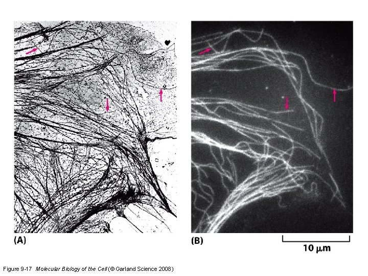 Figure 9 -17 Molecular Biology of the Cell (© Garland Science 2008) 