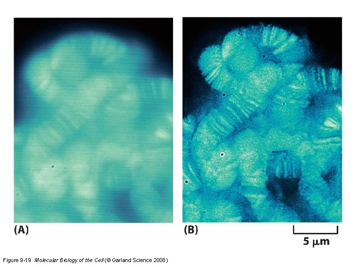 Figure 9 -19 Molecular Biology of the Cell (© Garland Science 2008) 