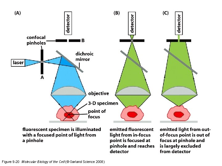 Figure 9 -20 Molecular Biology of the Cell (© Garland Science 2008) 