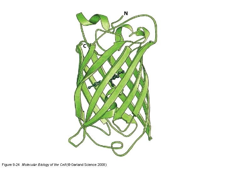 Figure 9 -24 Molecular Biology of the Cell (© Garland Science 2008) 