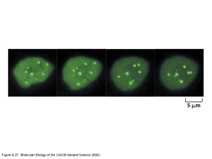 Figure 9 -27 Molecular Biology of the Cell (© Garland Science 2008) 