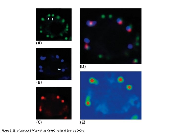 Figure 9 -28 Molecular Biology of the Cell (© Garland Science 2008) 