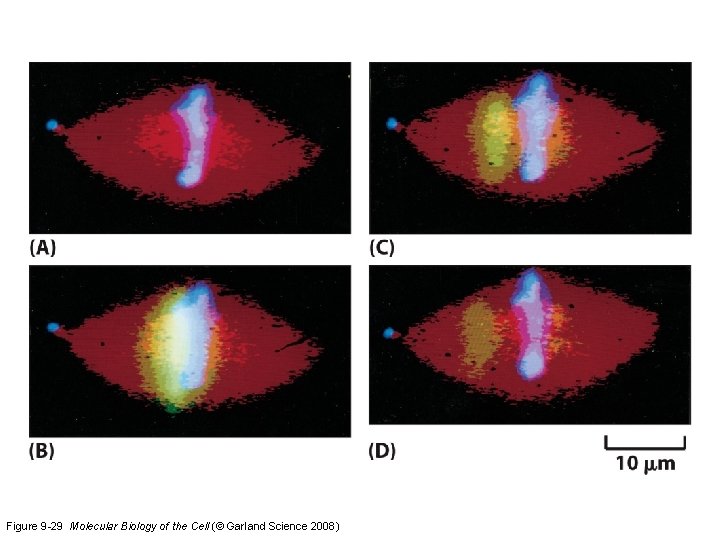 Figure 9 -29 Molecular Biology of the Cell (© Garland Science 2008) 