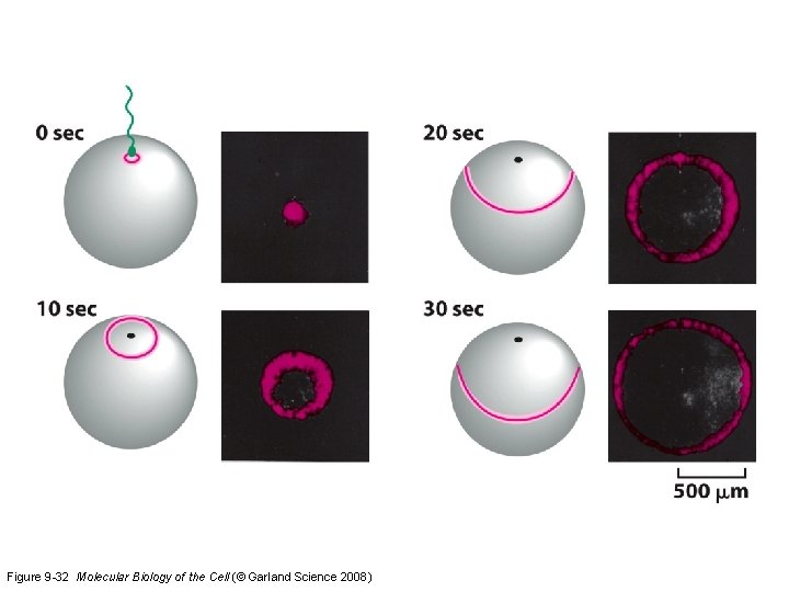 Figure 9 -32 Molecular Biology of the Cell (© Garland Science 2008) 