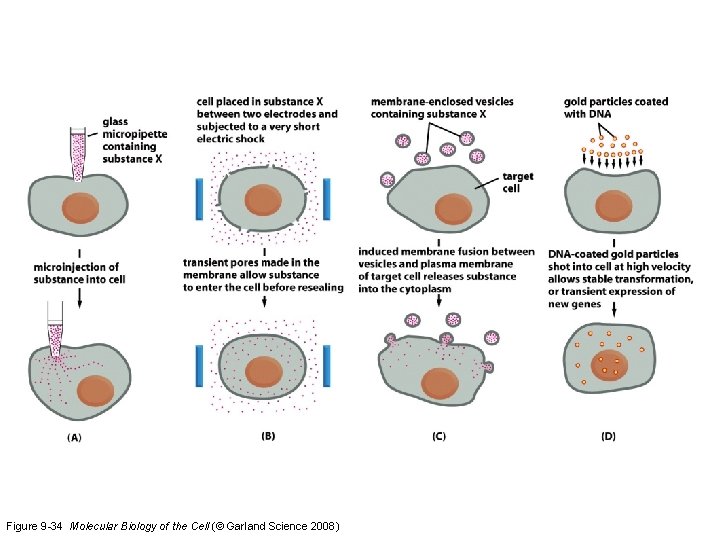 Figure 9 -34 Molecular Biology of the Cell (© Garland Science 2008) 