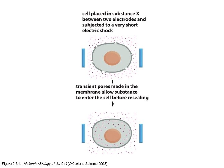 Figure 9 -34 b Molecular Biology of the Cell (© Garland Science 2008) 