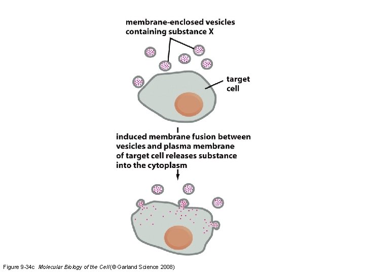 Figure 9 -34 c Molecular Biology of the Cell (© Garland Science 2008) 