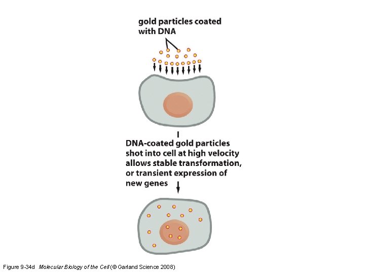 Figure 9 -34 d Molecular Biology of the Cell (© Garland Science 2008) 