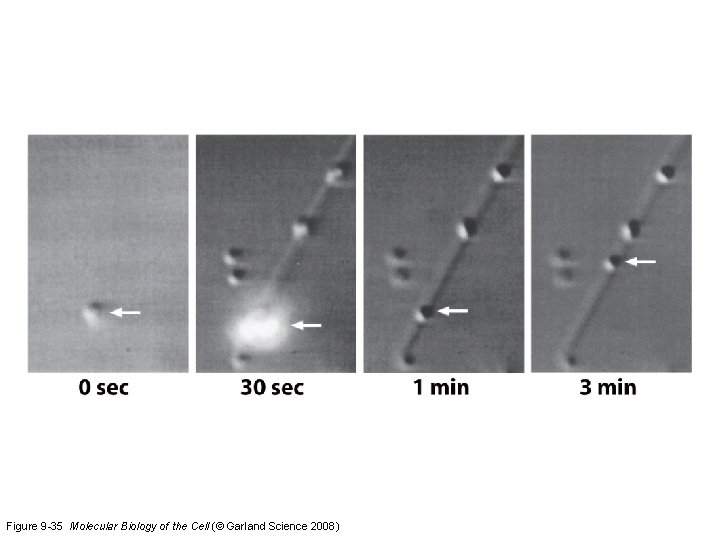 Figure 9 -35 Molecular Biology of the Cell (© Garland Science 2008) 