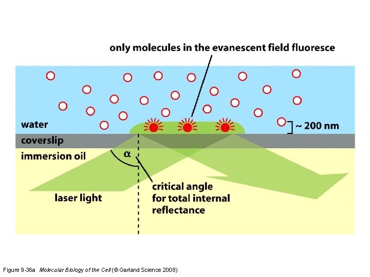 Figure 9 -36 a Molecular Biology of the Cell (© Garland Science 2008) 