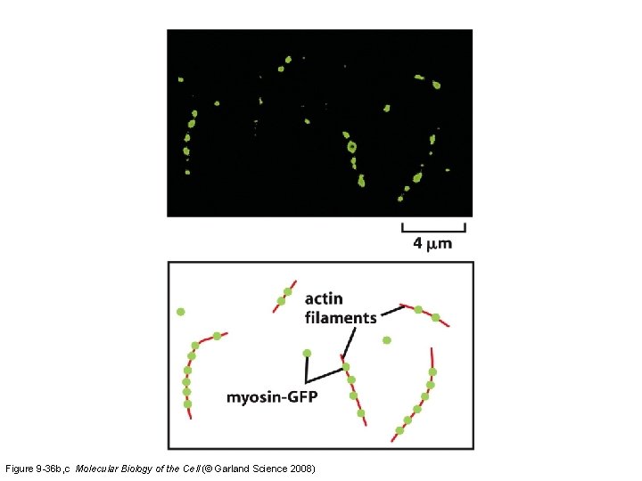 Figure 9 -36 b, c Molecular Biology of the Cell (© Garland Science 2008)