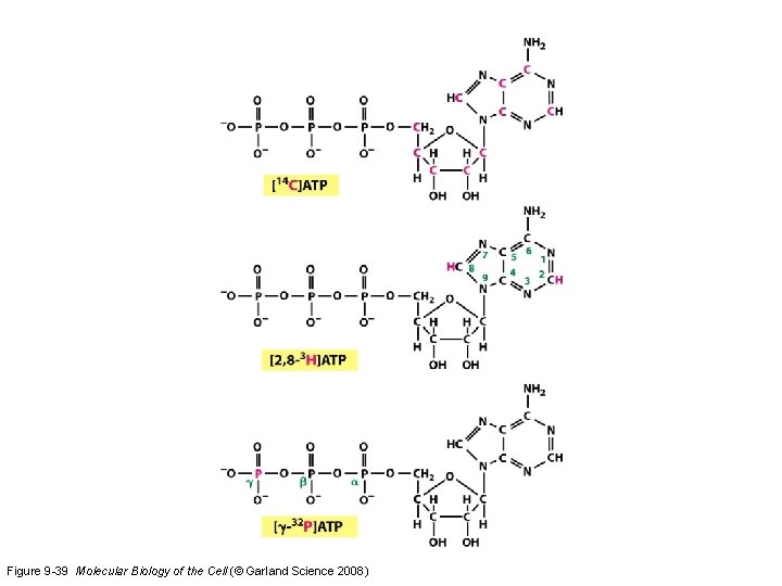 Figure 9 -39 Molecular Biology of the Cell (© Garland Science 2008) 