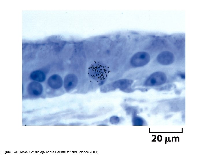 Figure 9 -40 Molecular Biology of the Cell (© Garland Science 2008) 