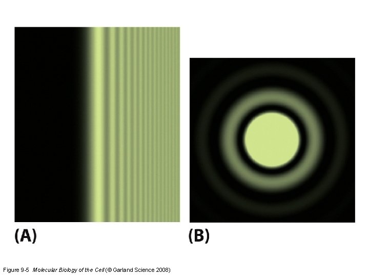 Figure 9 -5 Molecular Biology of the Cell (© Garland Science 2008) 